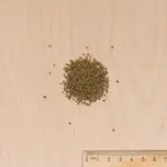 Aromatiques - Persil Tubéreux Halblange - BIO - MEDIA_3D